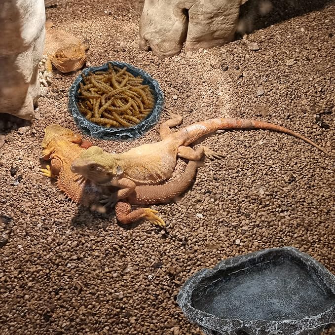 2 Pack Reptile Feeding Dish Corner Bowl, Reptile Water Dish Food Bowl, Reptile Feeding Terrarium Bowls for Bearded Dragon Lizard Frog Gecko Tortoise Hermit Crab CATENESS