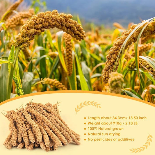 KATUMO Spray Millet for Birds, 2.0LB / 910g Natural Sun-Dried Millet Spray Bird Treats Parakeet Food for Cockatiels Conures Parrots Hamsters Finches KATUMO