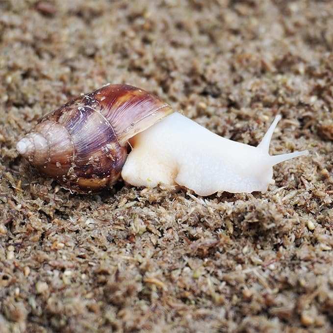 2 Quarts Organic Fiber Substrate for Pet Snail, Ideal Snail Terrarium Accessories for Retains Moisture Begeterday