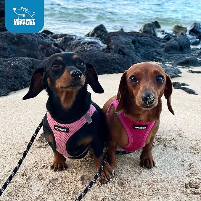 Voyager Step-in Air Dog Harness - All Weather Mesh, Reflective, No Pull Harness for Small, Medium Dogs, Cats - Secure with Hook & Loop Fastener, Buckle, Double D-Rings - Fuchsia, M BestPetSuppliesLLC