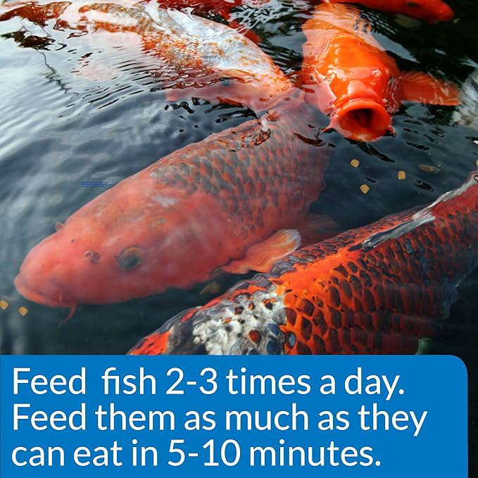 API POND COOL WATER FOOD Pond Fish Food 11-Ounce Container API
