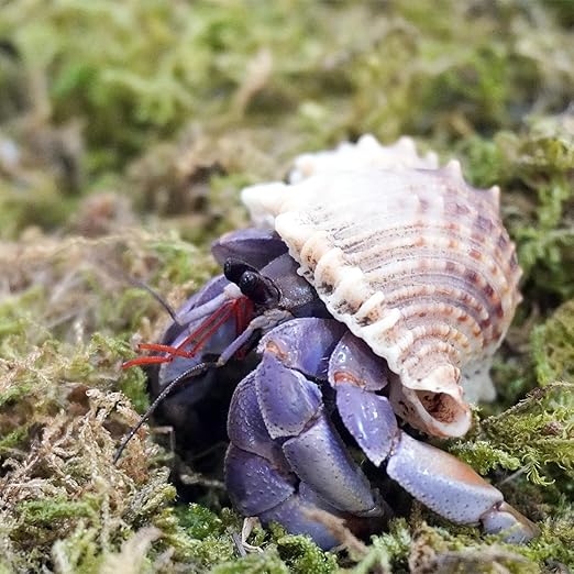 3.5oz Natural Moss for Hermit Crabs, Ideal for Hermit Crab Supplies for Tank Habitat Begeterday