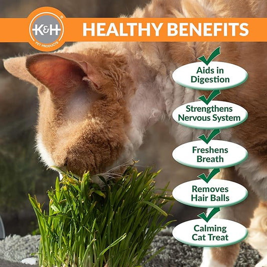 K&H Pet Products Cat Grass Grow Station Growing Cup Refills for K&H EZ Mount Products - Healthy Home Grown Grass Cat Toys for Bored Indoor Adult Cats, Farmed in USA, Non-GMO - Refill ONLY - 2 Pack KHPetProducts