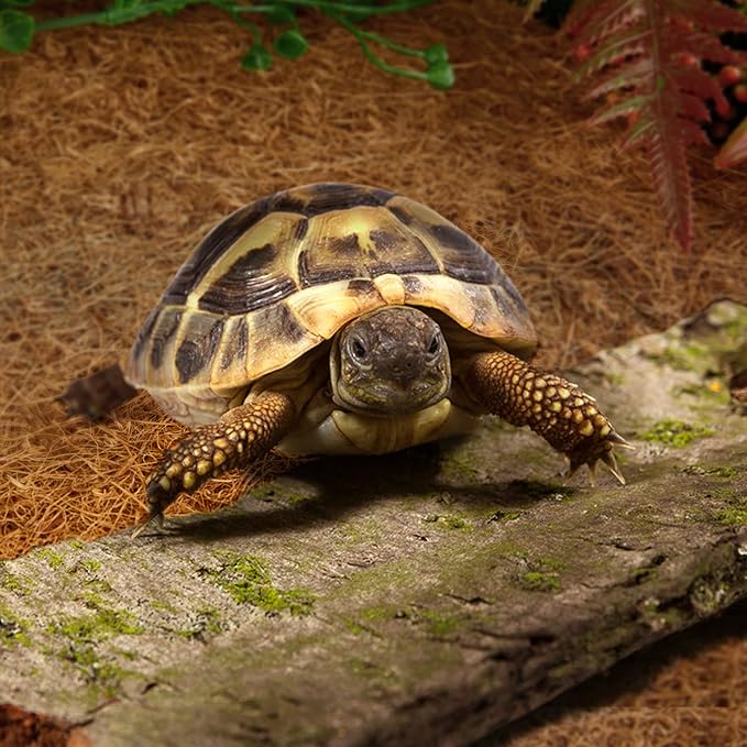 ZeeDix 10 Pieces Reptile Carpet- 12 x 12 inches Natural Coconut Fiber Pet Mat Tortoise Carpet Mat Coco Fiber Substrate Liner Pet Terrarium Liner for Lizard Turtle Snake Gecko Bearded Dragon ZeeDix