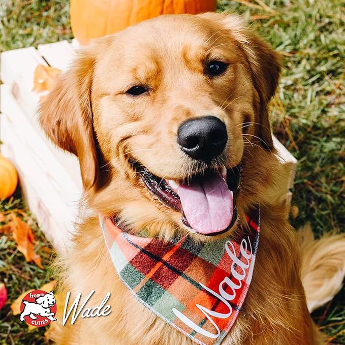 Fromm Four-Star Nutritionals Chicken au Frommage Dog Food - Premium Dry Dog Food - Chicken Recipe - 12 lb - PAWPICO