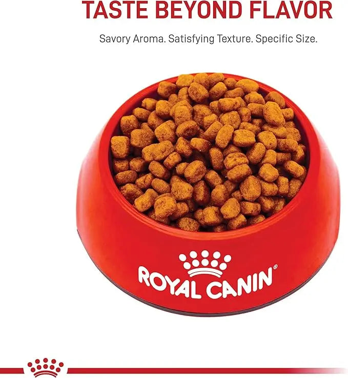 Royal Canin Yorkshire Terrier Adult Dry Dog Food, 10 lb bag - PAWPICO
