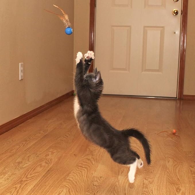 3 Pack Interactive Bouncy Ball with Natural Feathers for Indoor Cats and Kittens who Love to Play and Have Fun. - PAWPICO