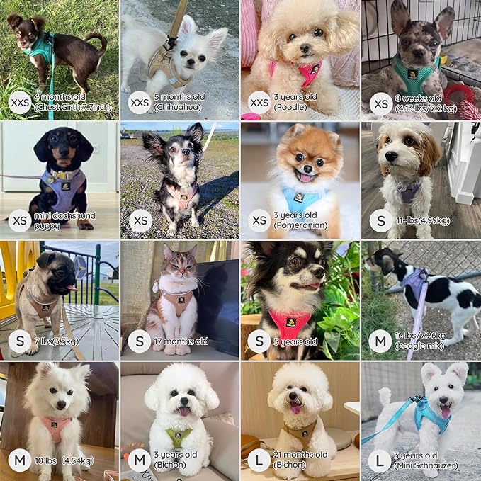 BELLA & PAL Puppy Harness with Leash Set, Dog Harness for Small Dogs No Pull, Dog Leash for Small Dogs, Step in Harness for Extra Small Dogs, Avocado Green Harness, XS BELLAPAL