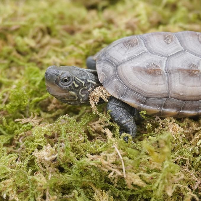 3.5oz Pure Natural Reptile Moss for Humidity, Great for Snakes, Turtle and Other Reptiles, Good for Terrariums for Reptiles & Amphibians Begeterday
