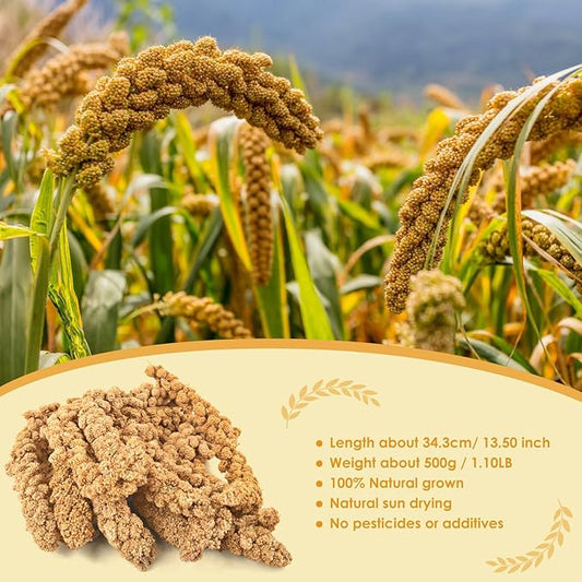 KATUMO Bird Millet Treats, 1.1LB / 500g Natural Healthy Parrot Millet Spray Cockatiel Treats for Parakeet Budgie Finch Conure Pigeon Lovebird Hamster KATUMO