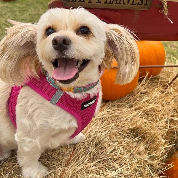 Voyager Step-in Air Dog Harness - All Weather Mesh, Reflective, No Pull Harness for Small, Medium Dogs, Cats - Secure with Hook & Loop Fastener, Buckle, Double D-Rings - Fuchsia, M BestPetSuppliesLLC