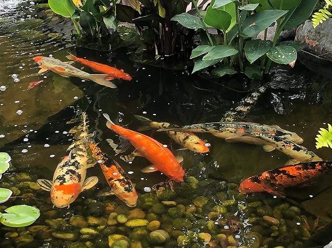 EasyPro PG5 Platinum Koi & Goldfish Food, 5 lb EasyProPondProducts