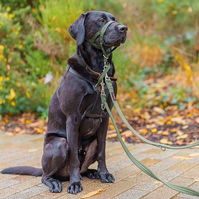 HALTI Training Leash - Multifunctional Double-Ended Dog Leash, Ideal for Anti-Pulling Dog Training. Lightweight & Durable. Suitable for Small to Medium Dogs & Puppies (Size Small, Forest Green, 2m) CompanyofAnimals