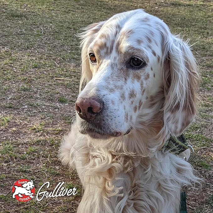 Fromm Four-Star Nutritionals Highlander Beef, Oats, & Barley Dog Food - Premium Dry Dog Food - Beef Recipe - 26 lb - PAWPICO