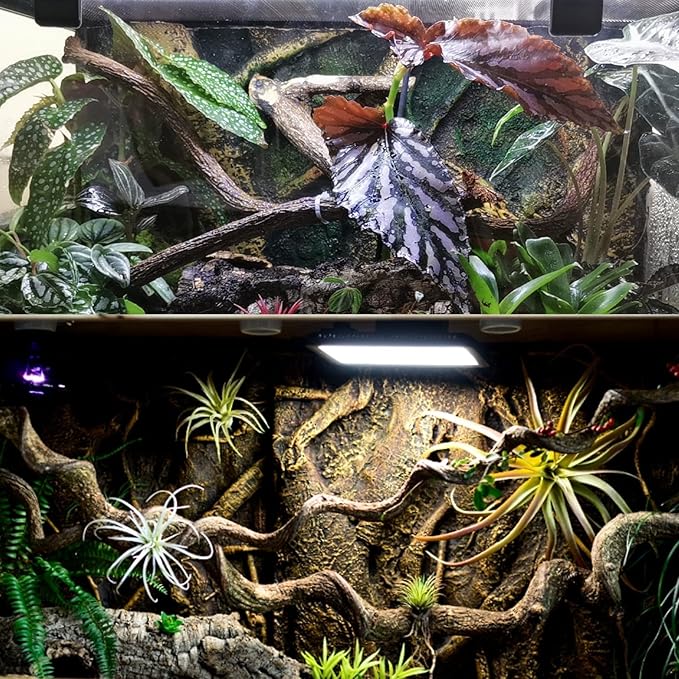 BNOSDM Reptile Forest Climbing Branch Decor Crested Gecko Climb Wood Natural Branches Tree for Snake Frog Chameleon Spider Bearded Dragon Terrarium Habitat Tank Accessories,4PCS BNOSDM