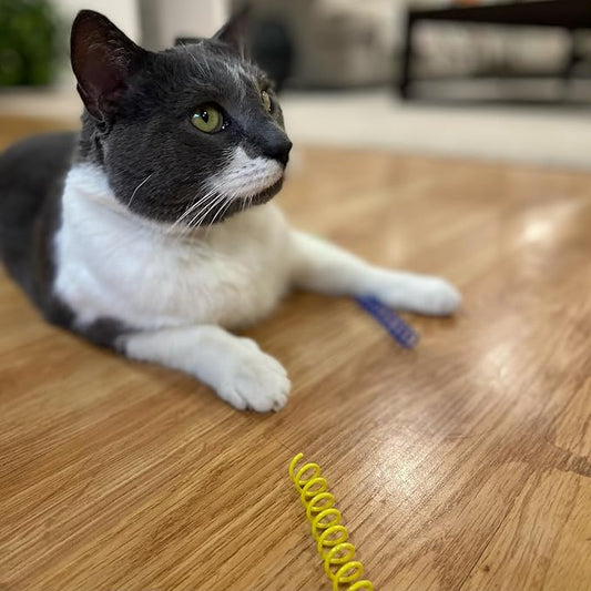 SPOT Thin Colorful Springs Cat Toy - Bouncy Toys for Medium Indoor Cat Breeds to Bite, Swat, Chase - Keeps Cats & Kittens Entertained for Hours - Includes Ten 3” Wide Spiral Springs, Assorted Colors - PAWPICO
