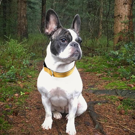 Joytale Reflective Dog Collar,Soft Neoprene Padded Breathable Nylon Pet Collar Adjustable for Small Dogs,Khaki,S - PAWPICO