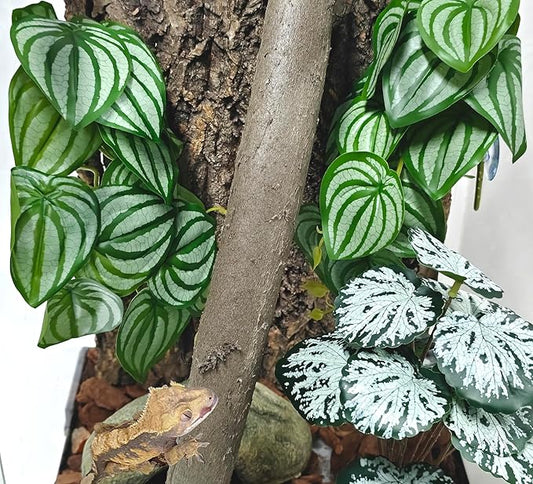 Woyrise 2 Pack Reptile Plants, Terrarium Hanging Plant Vines, Artificial Leaves with Suction Cup, Bearded Dragon Tank Accessories for Gecko Lizard Snake Frog Tortoise Decorations - Calathea Orbifolia Woyrise