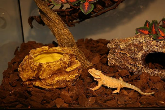 AQUA KT Reptile Food Mealworm Feeding Bowl Corn Snake Water Dish Anti Escape for Lizard Bearded Dragon Chameleon Leopard Gecko Terrarium Feeder AQUAKT