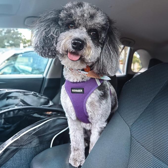Voyager Step-in Air Dog Harness - All Weather Mesh, Reflective, No Pull Harness for Small, Medium Dogs, Cats - Secure with Hook & Loop Fastener, Buckle, Double D-Rings - Purple, XXS BestPetSuppliesLLC