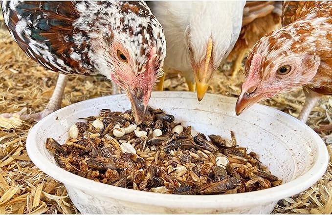 1 Pound Dried Crickets - High Protein Insect Treat - Chickens, Wild Birds, Hedgehogs, Bluebirds, Reptiles, Sugar Gliders, Opossums, Skunks, Lizards, Bearded Dragons, Fish, Turtles 8 oz. (2 Pack) ExoticNutrition
