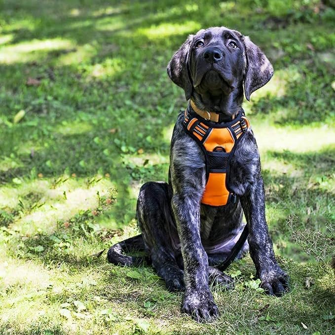 rabbitgoo Dog Harness No Pull with 2 Leash Clips, Adjustable Soft Padded, Reflective Oxford No Choke Pet Vest with Easy Control Handle for Medium Sized Dogs,Orange, M rabbitgoo