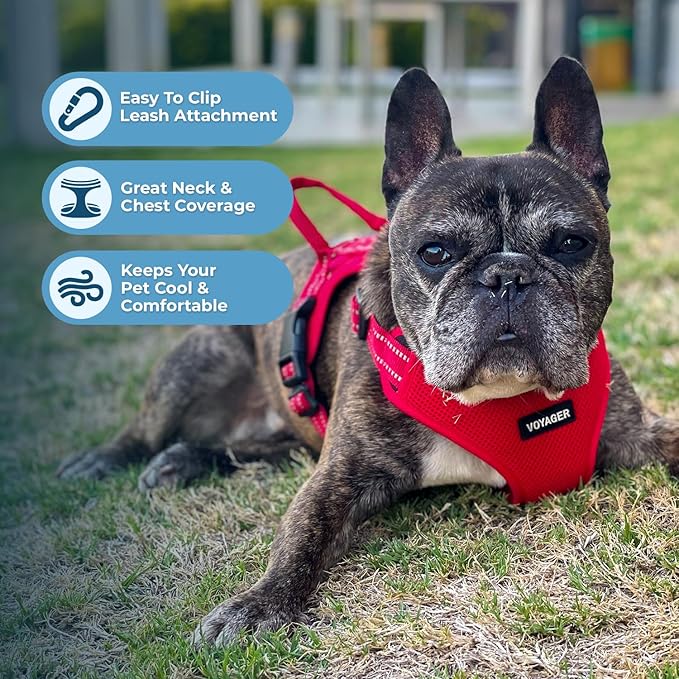 Best Pet Supplies Voyager Adjustable Dog Harness Leash Set with Reflective Stripes for Walking Heavy-Duty Full Body No Pull Vest with Leash D-Ring, Breathable All-Weather - Harness (Red), M BestPetSuppliesLLC