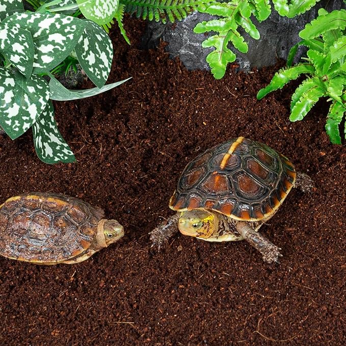 REPTI ZOO Reptile Coconut Fiber Substrate 72 Quart, Reptile Bedding Coco Coir Brick for Turtle, Hermit Crab, Spider, Frog | 100% Organic | Odor Absorption REPTIZOO