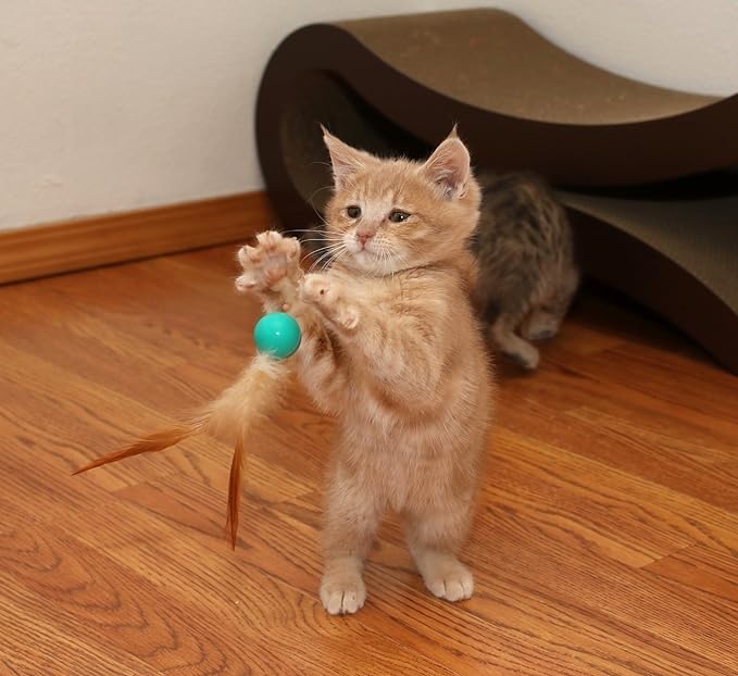 3 Pack Interactive Bouncy Ball with Natural Feathers for Indoor Cats and Kittens who Love to Play and Have Fun. - PAWPICO