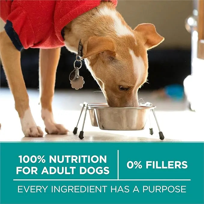 Purina One Plus Digestive Health Formula Dry Dog Food Natural with Added Vitamins, Minerals and Nutrients - 31.1 Lb. Bag - PAWPICO