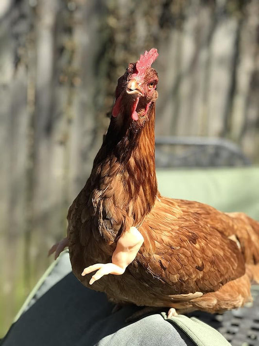 T-Rex Flesh The Original Chicken Arms Made in Texas America Put on Chickens to Wear Trex Raptor Dinosaur Claw Chicken Funny Toys Photo Props Novelty Gift for Viral Photos, 3D Printed Meme Fighting ArmedPet