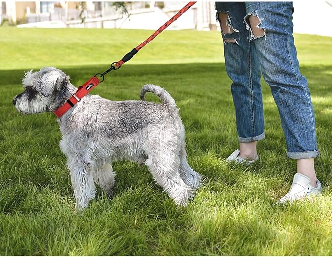 haapaw 2 Packs Martingale Dog Collar with Quick Release Buckle Reflective Dog Training Collars for Small Medium Large Dogs haapaw