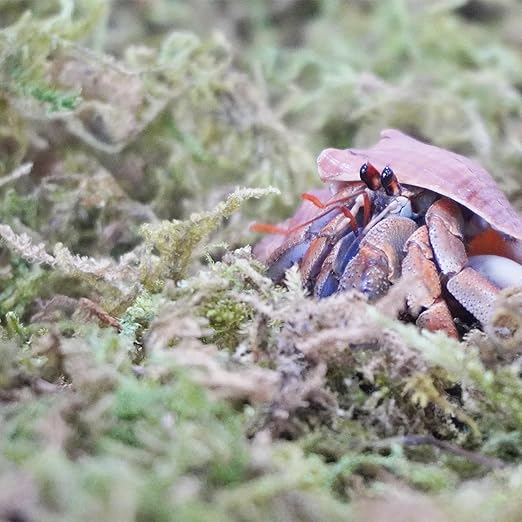 3.5oz Natural Moss for Hermit Crabs, Ideal for Hermit Crab Supplies for Tank Habitat Begeterday