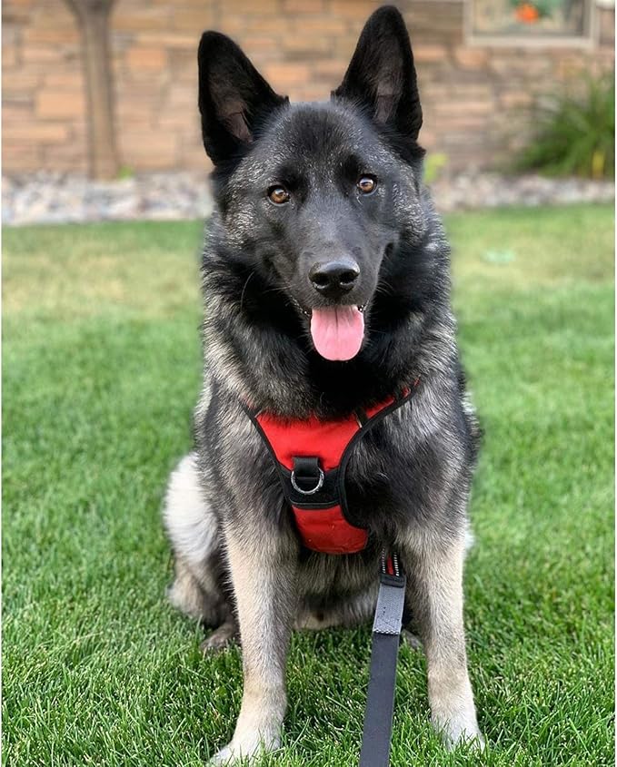 rabbitgoo Dog Harness No Pull with 2 Leash Clips, Adjustable Soft Padded, Reflective Oxford No Choke Pet Vest with Easy Control Handle for Large Dogs, Red, XL rabbitgoo