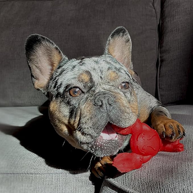 Nylabone Power Chew Lobster Dog Chew Toy, Cute Dog Toys for Aggressive Chewers, Filet Mignon Flavor, Small/Regular (1 Count) - PAWPICO