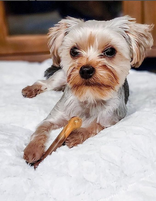 Nylabone Power Chew Flavor Frenzy Bone Chew Toy for Dogs, Indestructible Chew Toys for Aggressive Chewers, Bacon Cheeseburger & Apple Pie Flavor, Small/Regular - Up to 25 Ibs. (2 Count) - PAWPICO