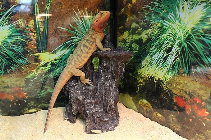 Penn-Plax Reptology Shale Step Ledge Cave Hideout - Aquarium & Terrarium Decoration - for Fish, Reptiles, Amphibians, and Small Animals - Large 2 (REP189) Penn-Plax