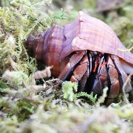 3.5oz Natural Moss for Hermit Crabs, Ideal for Hermit Crab Supplies for Tank Habitat Begeterday