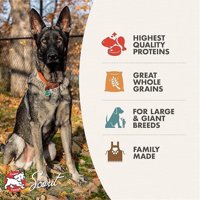 Fromm Gold Nutritionals Large Breed Adult Dry Dog Food, 30 lb - PAWPICO