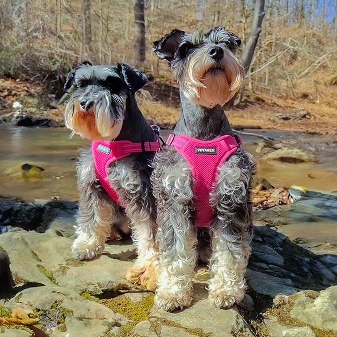 Best Pet Supplies Voyager Adjustable Dog Vest Harness Breathable No Pull Harness for Small, Medium, Large Dogs, Heavy Duty Harness for Walking, Jogging, Easy Step-In, Reflective Stripes - (Fuchsia), M BestPetSuppliesLLC