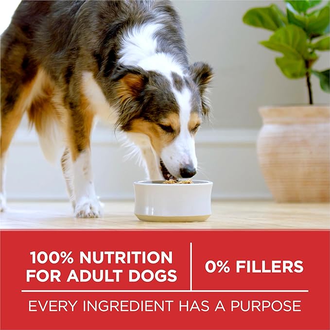 Purina ONE Small Bites Beef and Rice Formula Small High Protein Dry Dog Food Natural With Added Vitamins, Minerals and Nutrients - 16.5 lb. Bag - PAWPICO