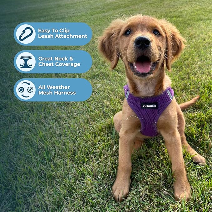 Voyager Step-in Air Dog Harness - All Weather Mesh, Reflective, No Pull Harness for Small, Medium Dogs, Cats - Secure with Hook & Loop Fastener, Buckle, Double D-Rings - Purple, XXS BestPetSuppliesLLC