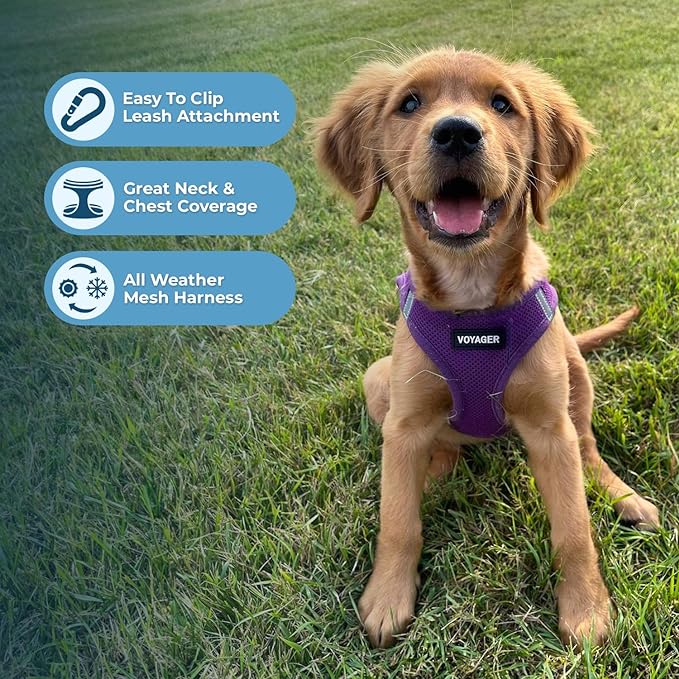 Voyager Step-in Air Dog Harness - All Weather Mesh, Reflective, No Pull Harness for Small, Medium Dogs, Cats - Secure with Hook & Loop Fastener, Buckle, Double D-Rings - Purple, XS BestPetSuppliesLLC
