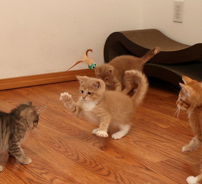 5 Pack Interactive Bouncy Ball with Natural Feathers for Indoor Cats and Kittens who Love to Play and Have Fun. - PAWPICO