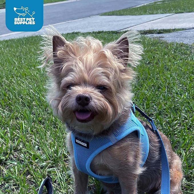 Voyager Step-in Air Dog Harness - All Weather Mesh, Reflective, No Pull Harness for Small, Medium Dogs, Cats - Secure with Hook & Loop Fastener, Buckle, Double D-Rings - Baby Blue, XS BestPetSuppliesLLC
