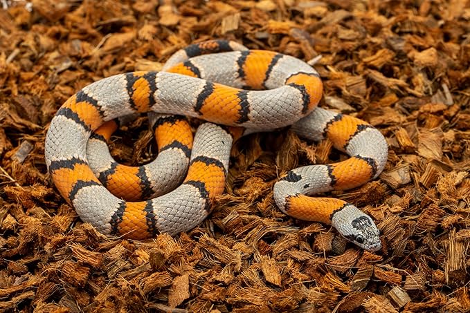 ReptiChip Reptile Bedding Loose Coconut Chip 12 Quart 2 Pack Coco Husk Substrate Mulch for Snake Habitat, Ball Python Terrarium, Turtle Tanks, Tortoise Enclosure ReptiChipPremiumSubstrate