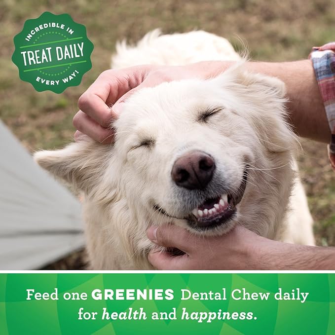 GREENIES Original Large Natural Dog Dental Care Chews Oral Health Dog Treats, 12 oz. Pack (48 Treats) - PAWPICO