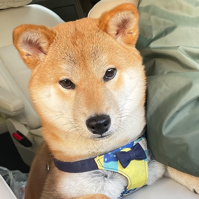 Puppytie No Pull xs Dog Harness with Multifunction Dog Leash,Soft Adjustable No Choke Escape Proof Pet Harness Vest,Suede Bow Navy,XS Puppytie