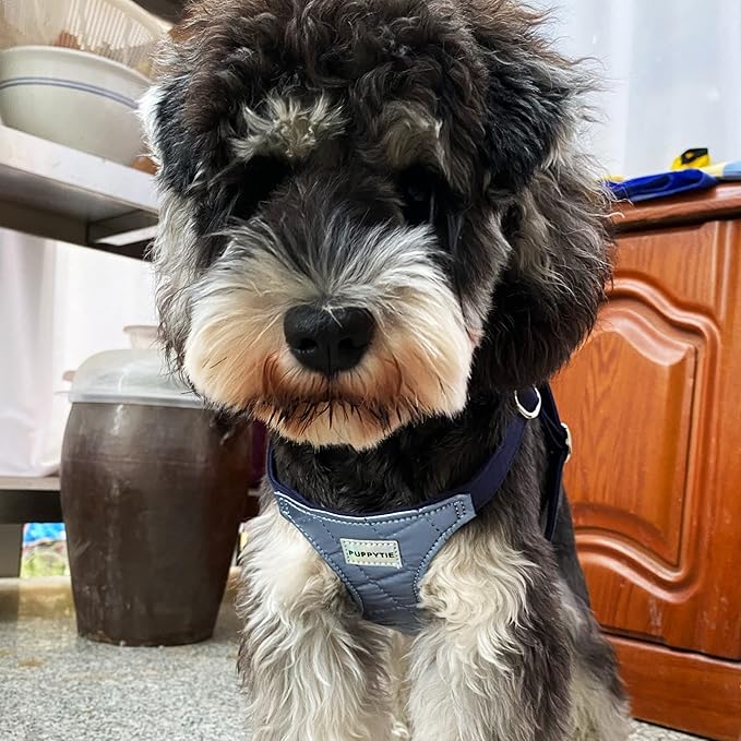 Puppytie No Pull Dog Harness with Multifunction Dog Leash,Soft Adjustable No Choke Escape Proof Pet Harness Vest for Medium Dogs,Glossy Galaxy Blue,M Puppytie