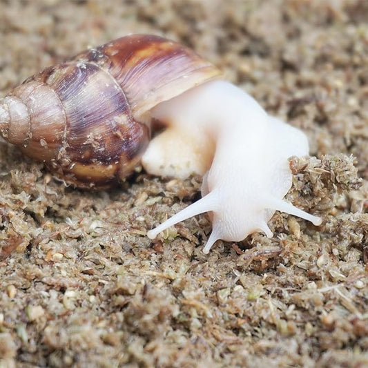 2 Quarts Organic Fiber Substrate for Pet Snail, Ideal Snail Terrarium Accessories for Retains Moisture Begeterday